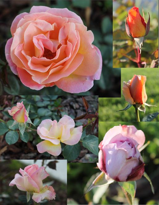 Roses de nos jardins - Page 2 Rosesm10