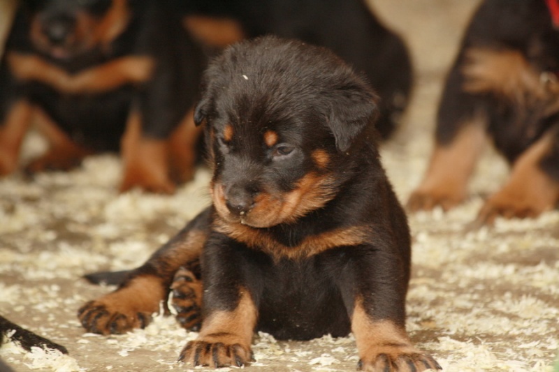 Beauceron du Perouet 13_08_12