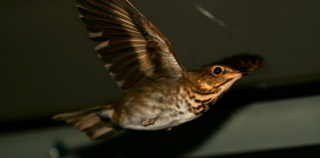 Les oiseaux migrateurs utilisent leurs muscles pour s’hydrater  Grive_10