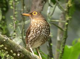 Guadeloupe : La liste de rouge UICN sur les oiseaux est publiée La_gri10