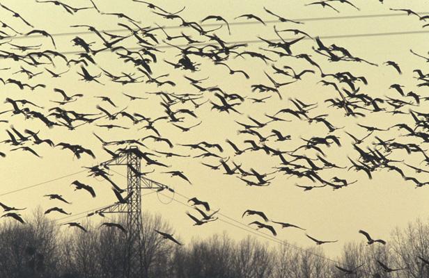 Les oiseaux migrateurs victimes des lignes électriques Les_oi10