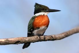 Guadeloupe : La liste de rouge UICN sur les oiseaux est publiée Martin11