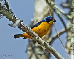 Guadeloupe : La liste de rouge UICN sur les oiseaux est publiée Oragni10