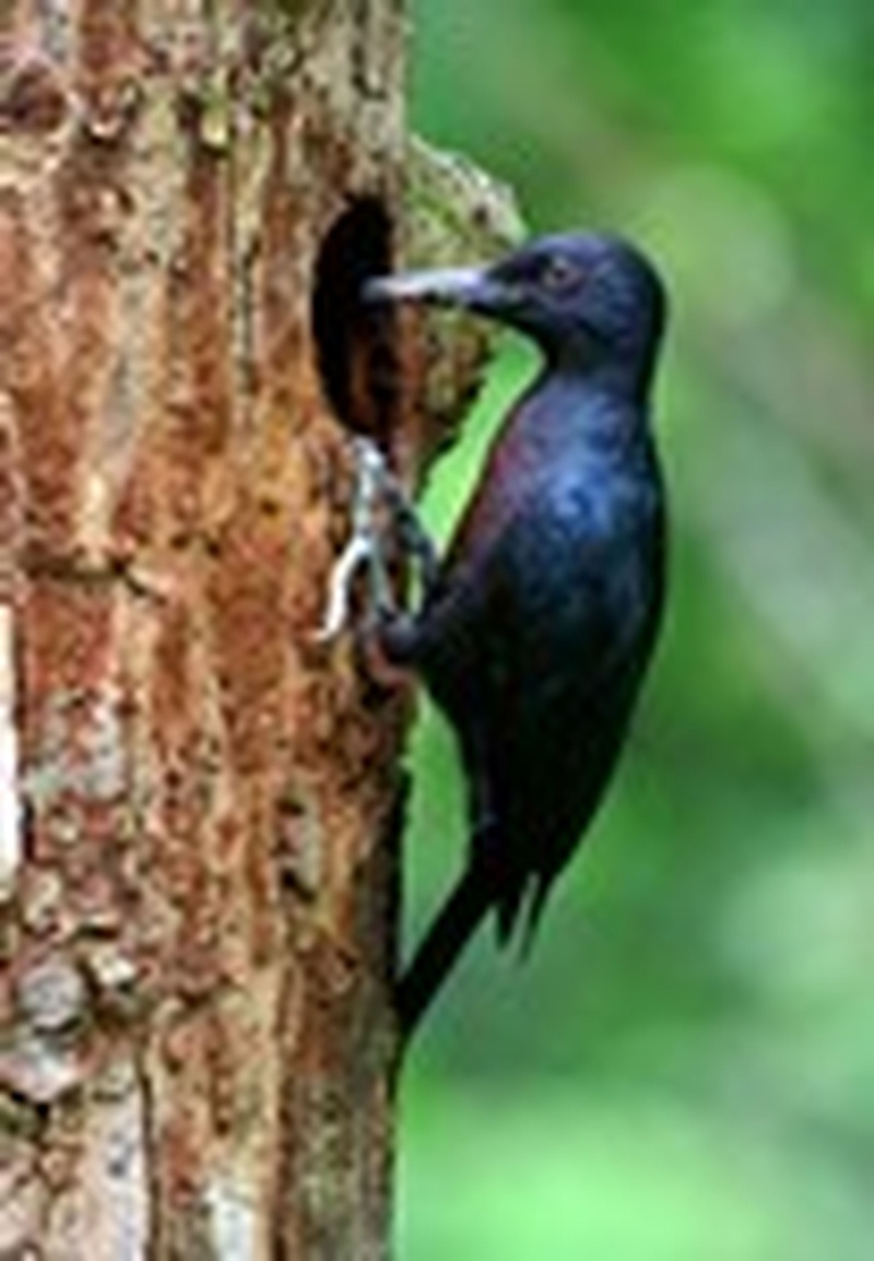 Guadeloupe : La liste de rouge UICN sur les oiseaux est publiée Pic_de11
