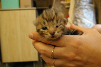 2 Bébés tigrés de Mojo nés le 1 MAi Chaton16