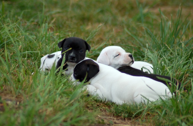 mes bebes staffies sont nées Dsc_0324