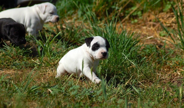 mes bebes staffies sont nées Dsc_0326