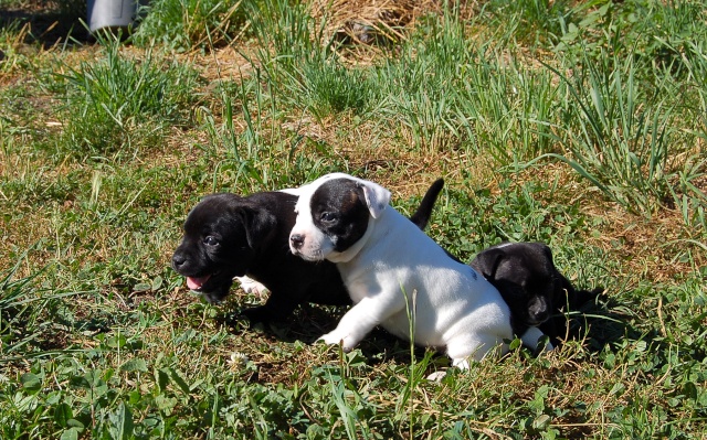 mes bebes staffies sont nées Dsc_0329