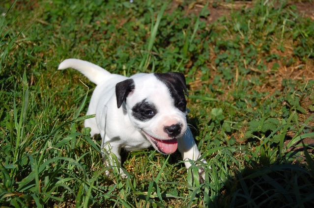 mes bebes staffies sont nées Dsc_0331