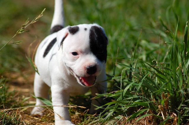 mes bebes staffies sont nées Dsc_0333