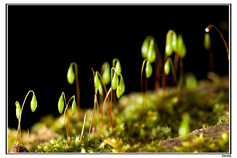 Etrange forêt ... 20080310