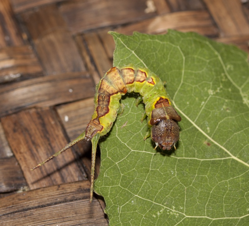 Une inconnue dans mon élevage [Furcula bifida] Img_6813