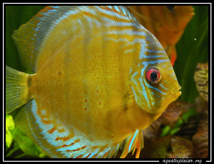 Mon bocal a discus reconvertit en récifal! - Page 3 101_6810