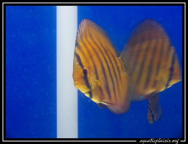 repro Discus Nahmunda maracana X Santarem F2 101_7210