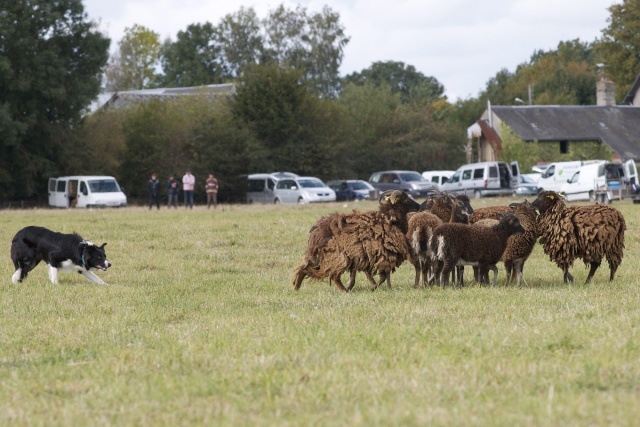 photos - Concours photos : " Attitude au travail sur troupeaux d'ovins " - Page 2 _dsc5513