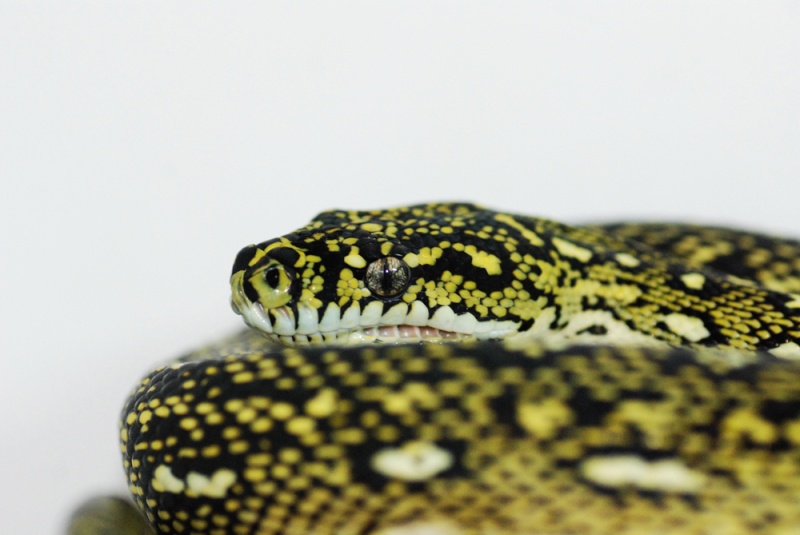 morelia spilota spilota Dsc_6210