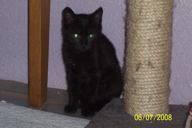 les petits chatons noirs 100_2819