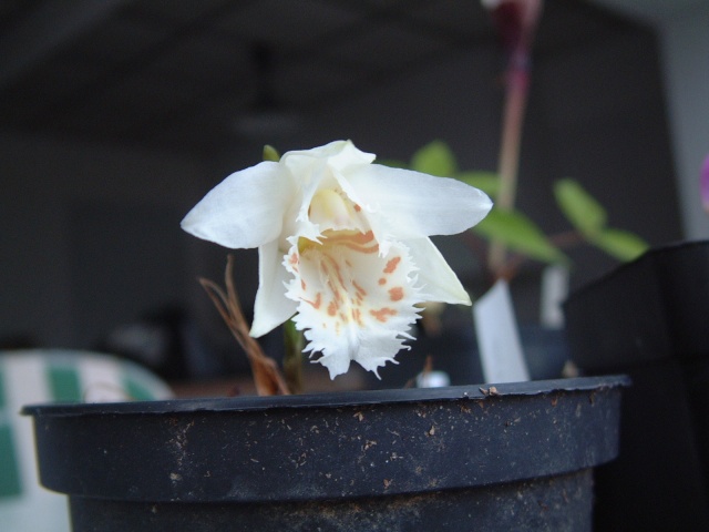 Pleione albiflora Pleion13