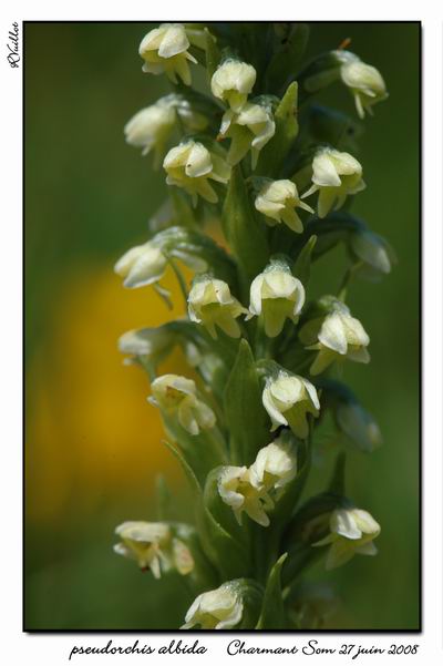 Pseudorchis albida ( Orchis blanc ) 08fdsc10