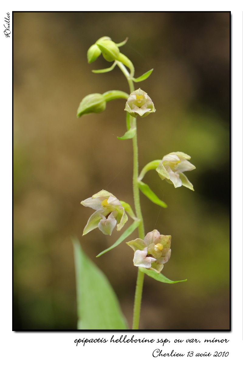 Epipactis helleborine subsp minor... photos 10-08-11