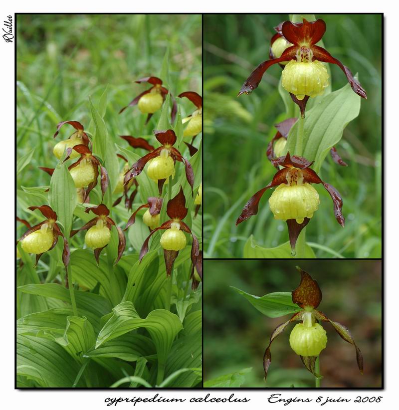 Cypripedium calceolus  ( Sabot de Vénus ) Engins10