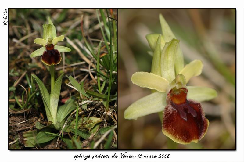 Ophrys araneola precoce - Page 2 Fdsc_311