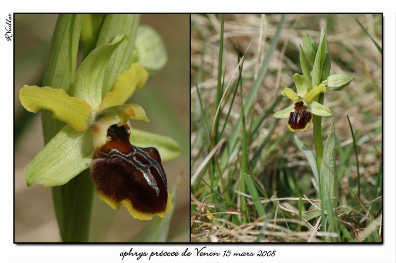 Ophrys araneola precoce - Page 2 Fdsc_315