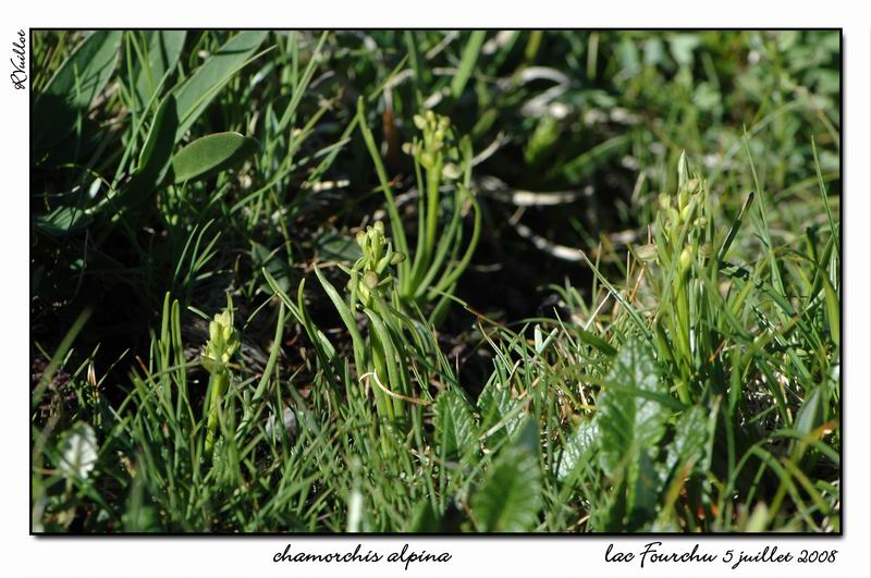 Chamorchis alpina  ( Orchis nain ) Fourch12