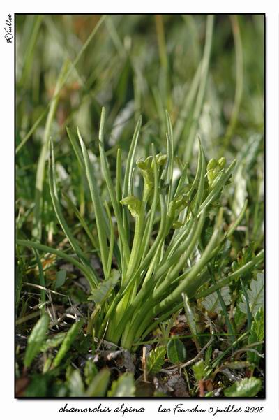 Chamorchis alpina  ( Orchis nain ) Fourch13