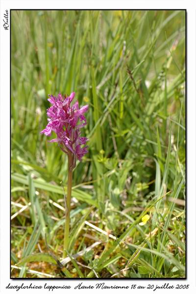 Dactylorhiza lapponica ( Orchis de Laponie ) Htemau21