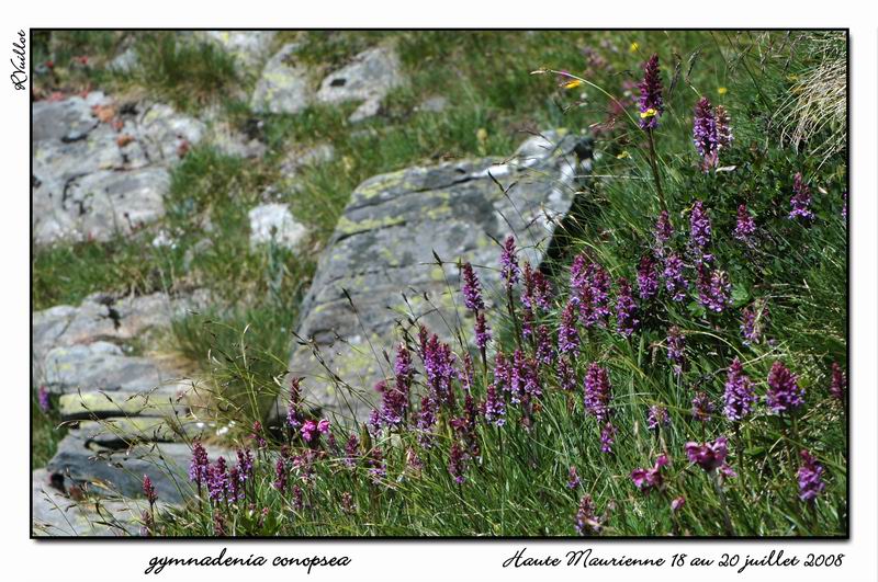 Gymnadenia conopsea (Orchis moucheron) Htemau36