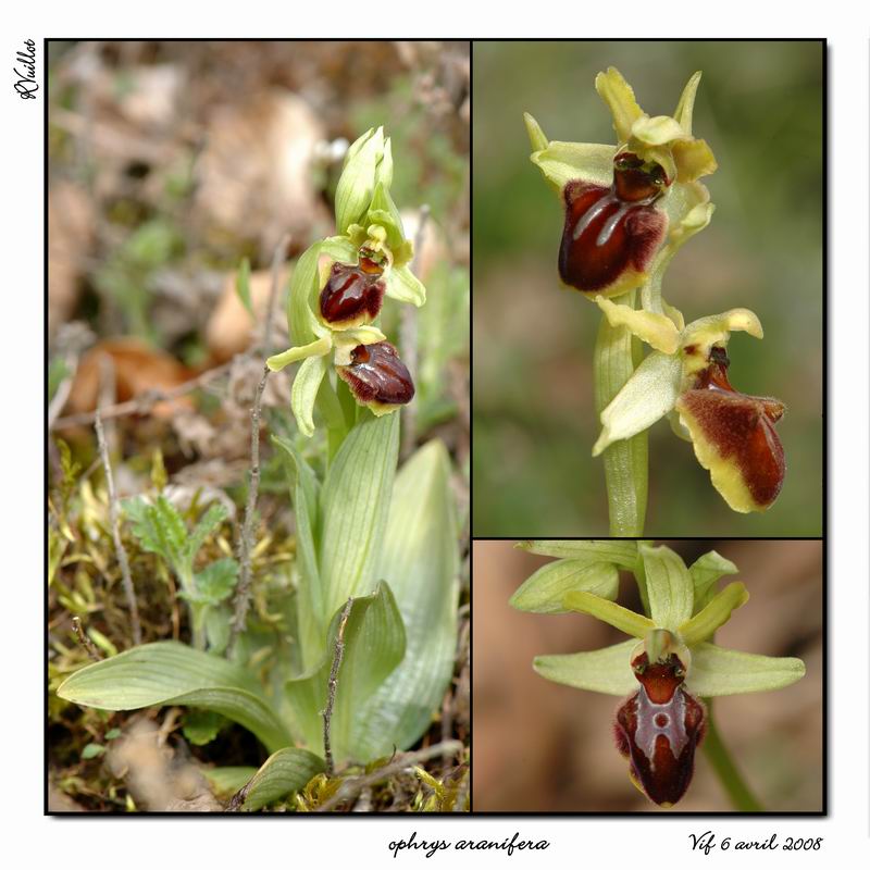 Ophrys aranifera ( = sphegodes , Ophrys araignée ) R003_o11