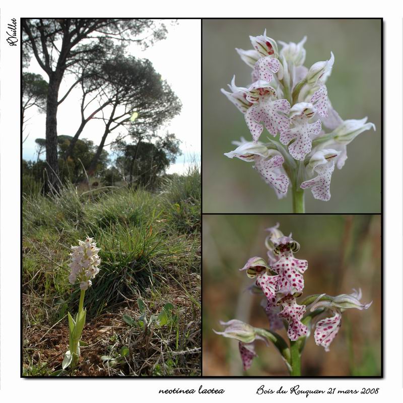 Neotinea lactea ( Orchis couleur de lait ) R005_n10