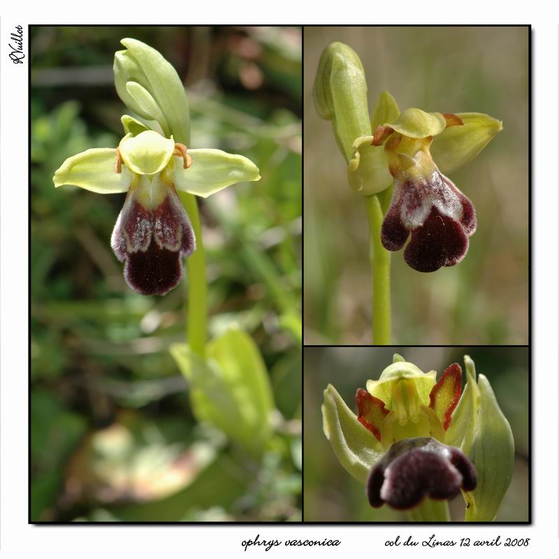 Ophrys (Pseudophrys) vasconica ( Ophrys de Gascogne ) R29-co10