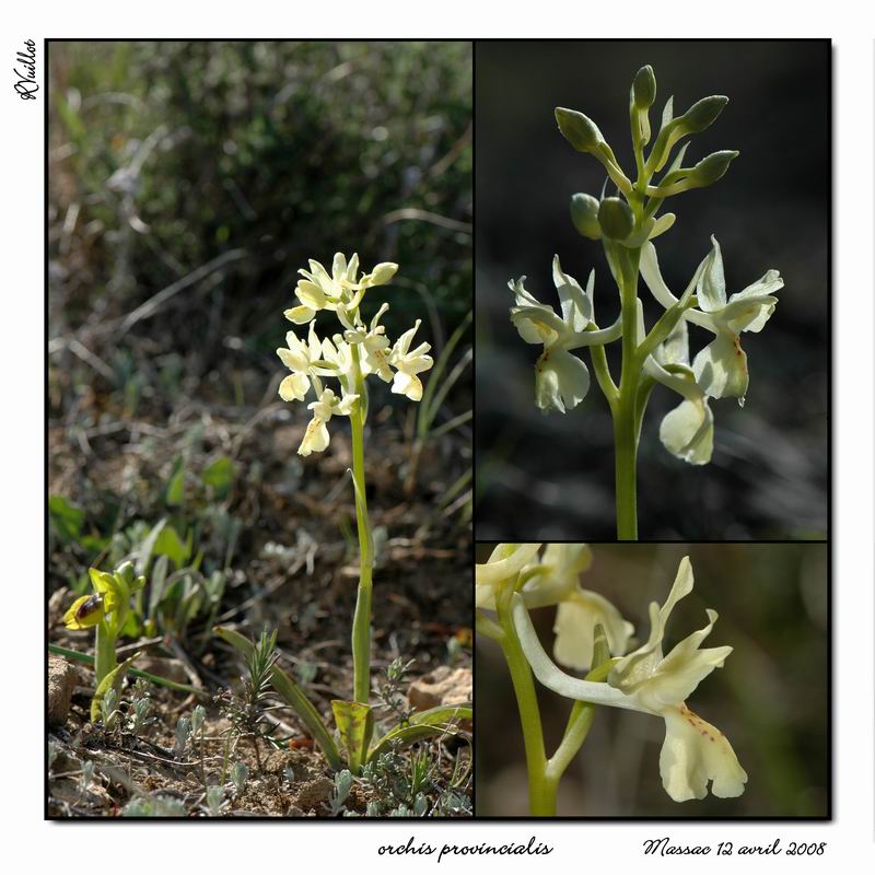 Orchis provincialis ( Orchis de Provence ) R30-co10