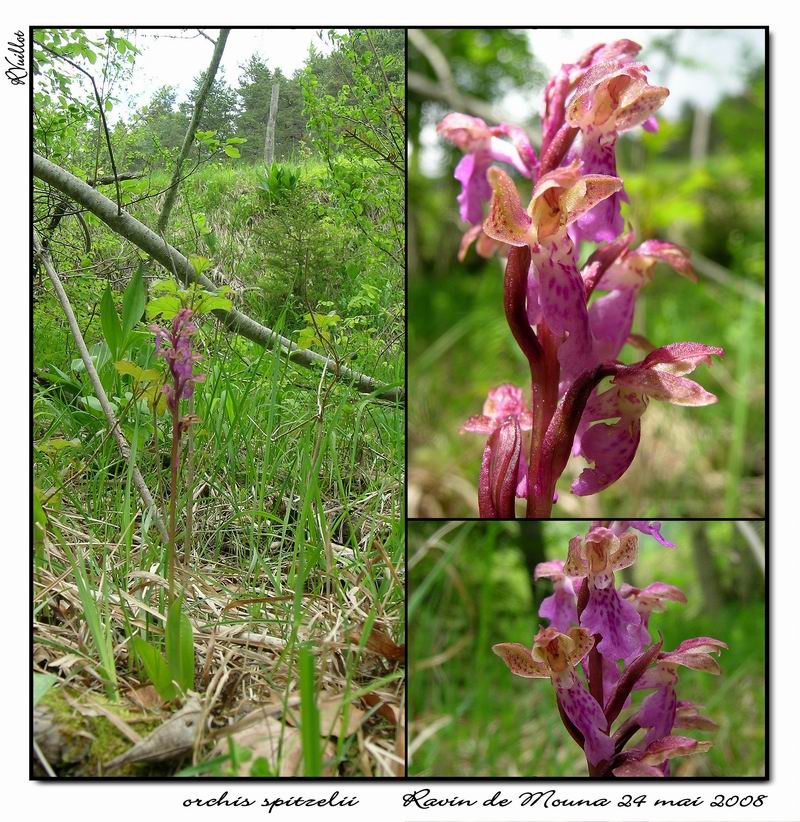 Orchis spitzelii ( Orchis de Spitzel ) Rmouna12