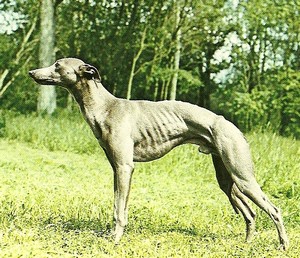 WHIPPET----- Numeri11