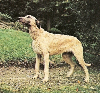 LEVRIER IRLANDAIS (Irish Wolfhound) Numeri16