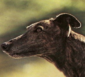 LEVRIER ANGLAIS A POIL RAS (Greyhound) Sans_t10