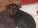 Rambo pinsher pure race, 5 ans, réformé d'élevage Adopté Pinshe10