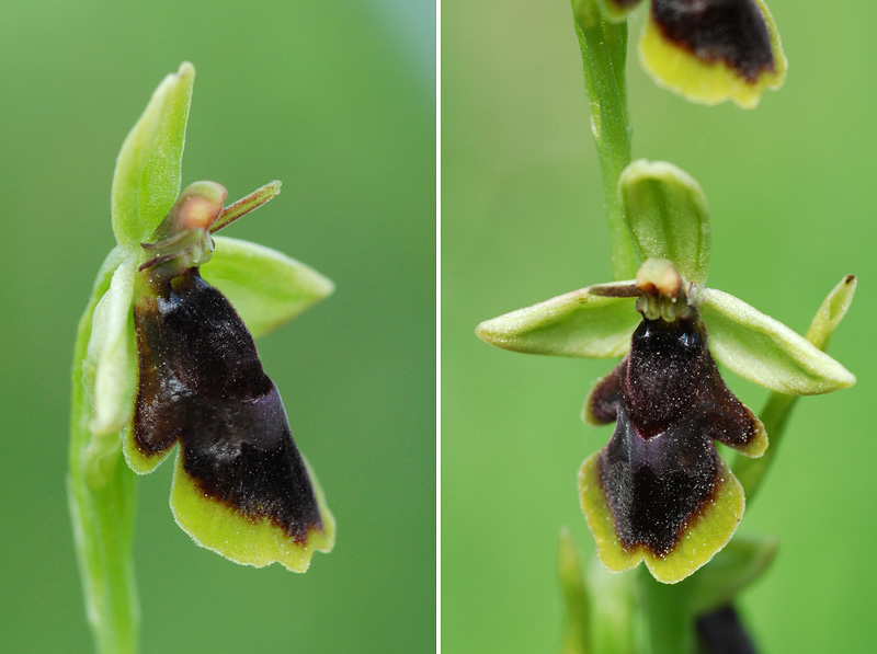 Ophrys subinsectifera  1710