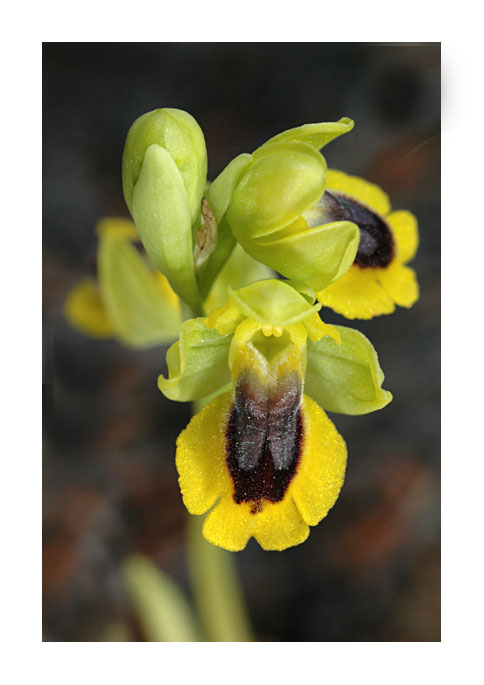 Ophrys (Pseudophrys) lutea ( Ophrys jaune ) Dsc_0011