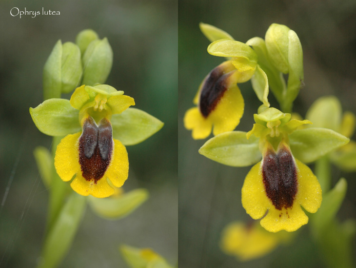 Ophrys (Pseudophrys) lutea ( Ophrys jaune ) Dsc_0018