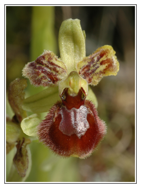 [Espagne] Virée orchidistique à l'Escala (Catalogne) Dsc_0310