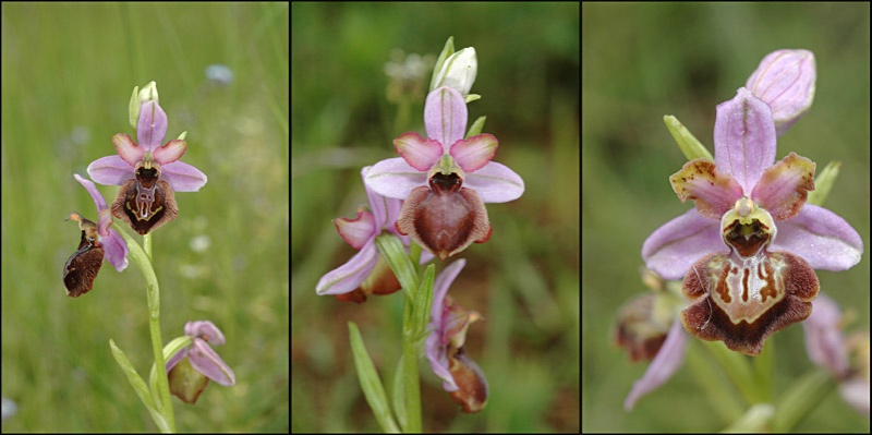 Ophrys aveyronensis ( Ophrys de l'Aveyron ) Dsc_0316