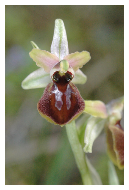 [Espagne] Virée orchidistique à l'Escala (Catalogne) Dsc_0510