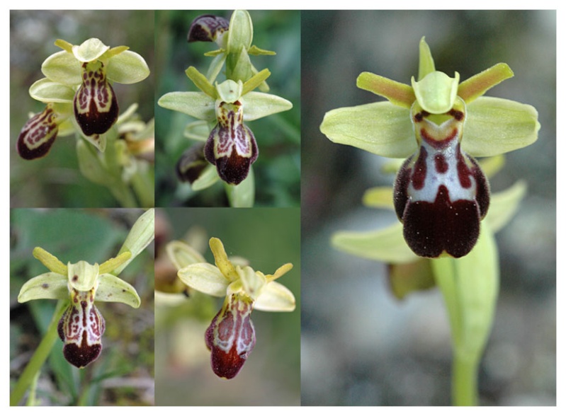 [Espagne] Virée orchidistique à l'Escala (Catalogne) Esca210