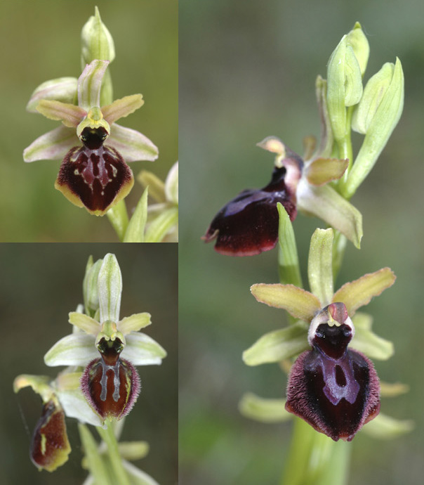 [Espagne] Virée orchidistique à l'Escala (Catalogne) Planch12