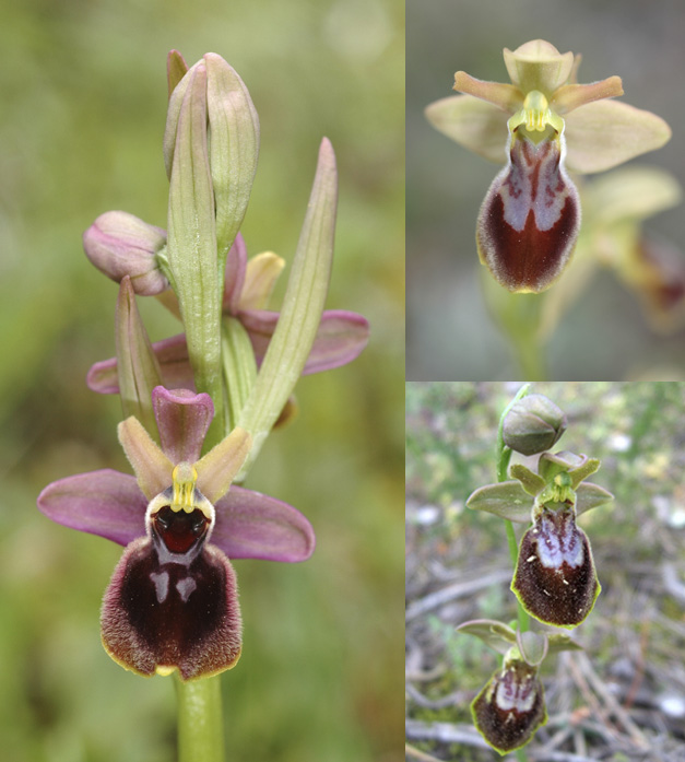 [Espagne] Virée orchidistique à l'Escala (Catalogne) Planch13