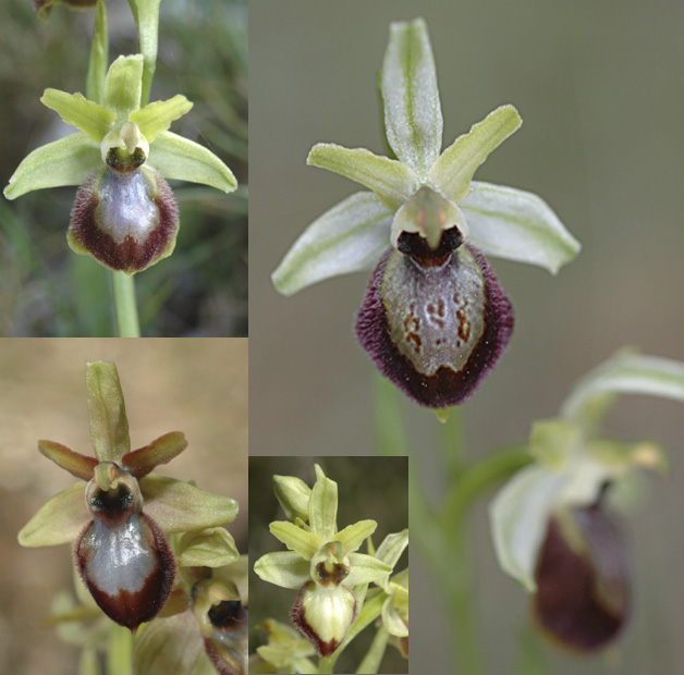 [Espagne] Virée orchidistique à l'Escala (Catalogne) Planch15